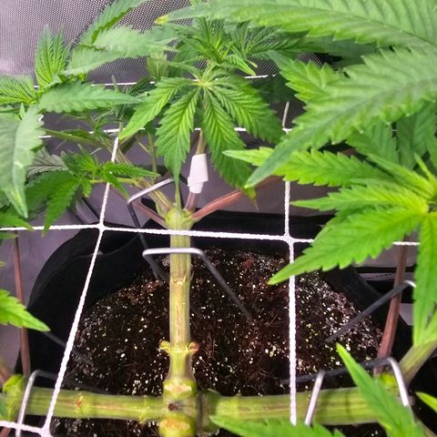 Blueberry Muffin x4 growlog timeline photo