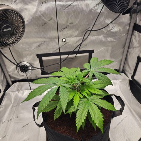 GG #4 by B2ACG Genetics growlog timeline photo