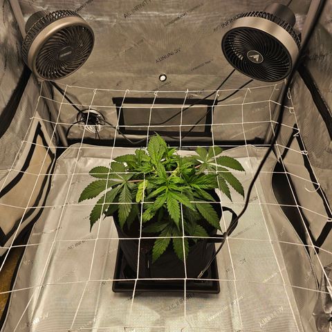 GG #4 by B2ACG Genetics growlog timeline photo