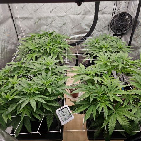 Blueberry Muffin x4 growlog timeline photo