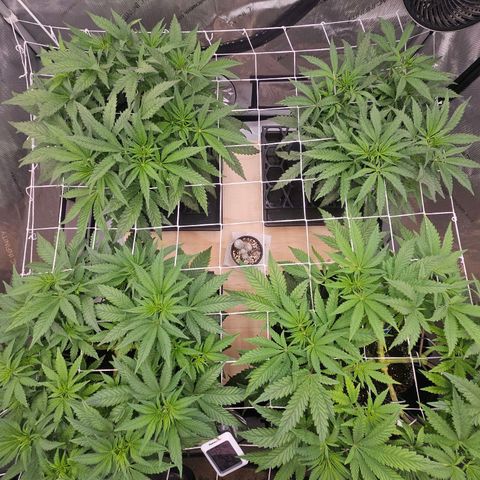 Blueberry Muffin x4 growlog timeline photo