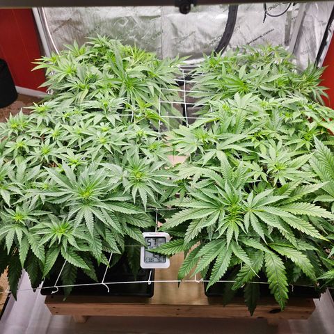 Blueberry Muffin x4 growlog timeline photo