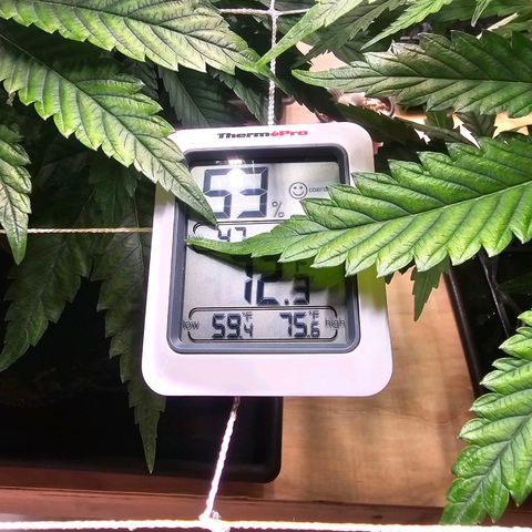 Blueberry Muffin x4 growlog timeline photo