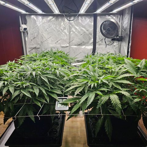 Blueberry Muffin x4 growlog timeline photo
