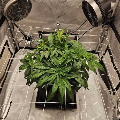 GG #4 by B2ACG Genetics growlog timeline photo