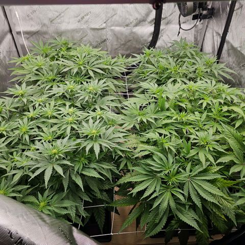 Blueberry Muffin x4 growlog timeline photo