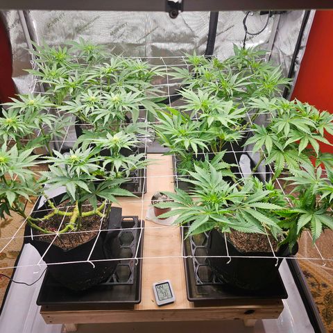 Blueberry Muffin x4 growlog timeline photo