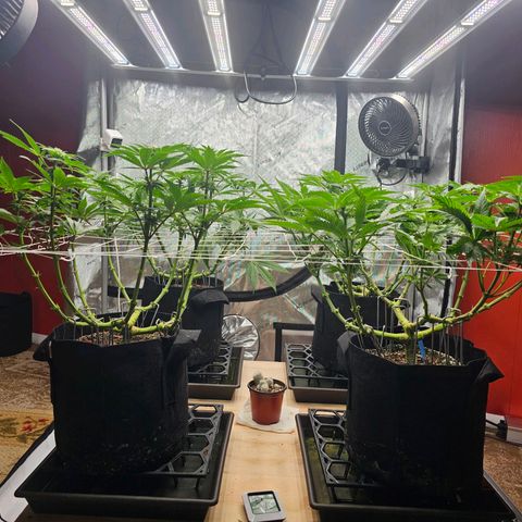 Blueberry Muffin x4 growlog timeline photo