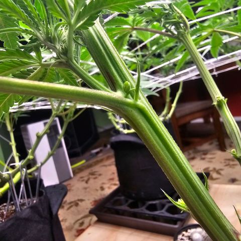 Blueberry Muffin x4 growlog timeline photo