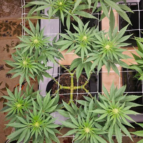 Blueberry Muffin x4 growlog timeline photo
