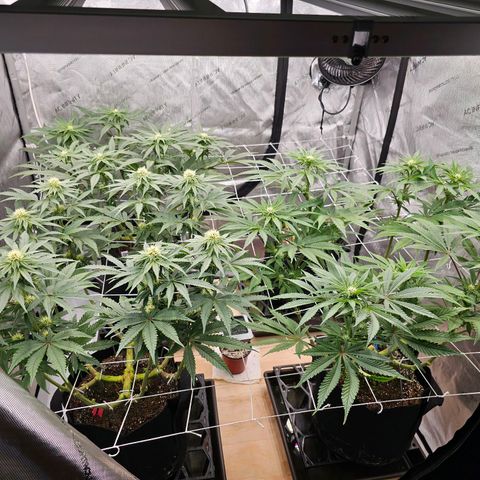 Blueberry Muffin x4 growlog timeline photo