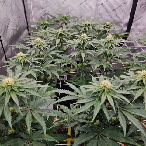 Blueberry Muffin x4 growlog timeline photo