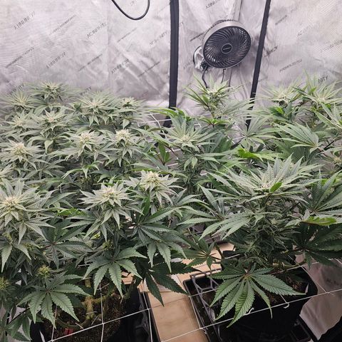 Blueberry Muffin x4 growlog timeline photo