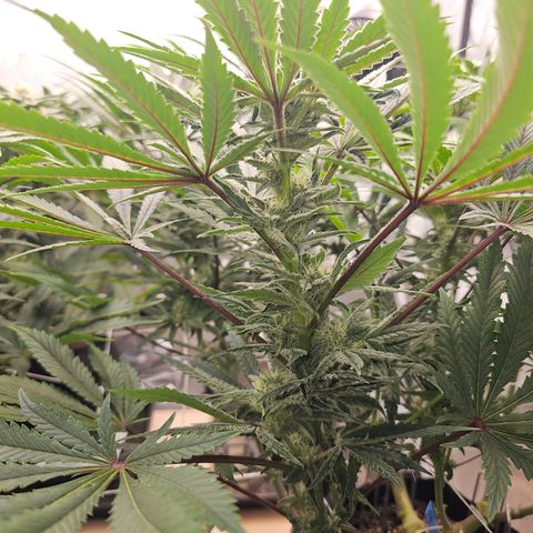 Blueberry Muffin x4 growlog timeline photo