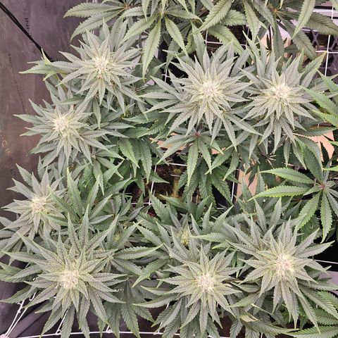 Blueberry Muffin x4 growlog timeline photo