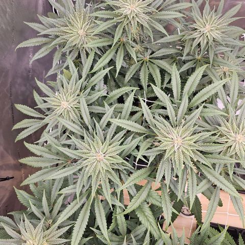 Blueberry Muffin x4 growlog timeline photo