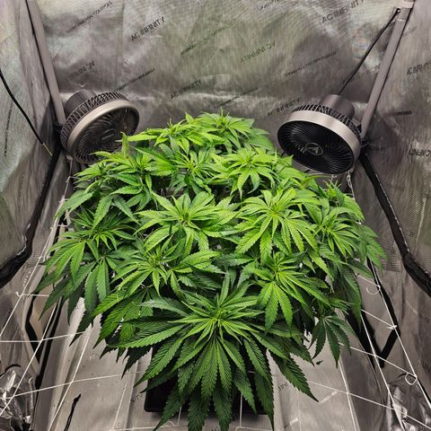 GG #4 by B2ACG Genetics growlog timeline photo