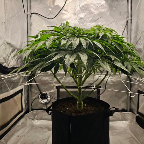 GG #4 by B2ACG Genetics growlog timeline photo