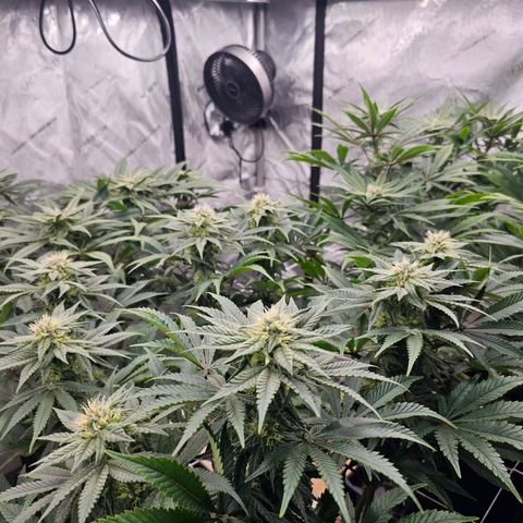 Blueberry Muffin x4 growlog timeline photo