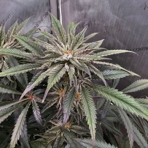 Blueberry Muffin x4 growlog timeline photo