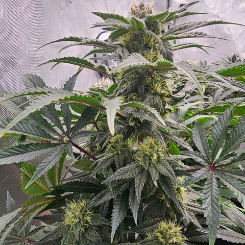 Blueberry Muffin x4 growlog timeline photo