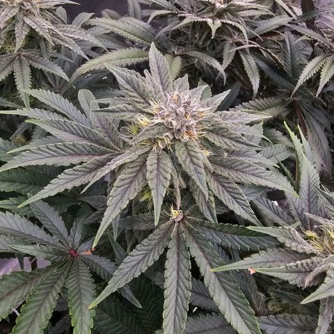 Blueberry Muffin x4 growlog timeline photo