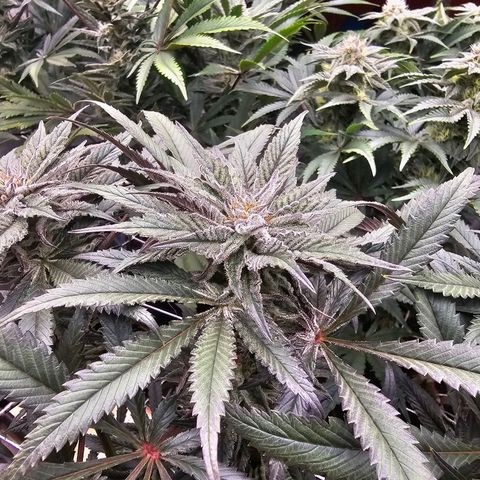 Blueberry Muffin x4 growlog timeline photo