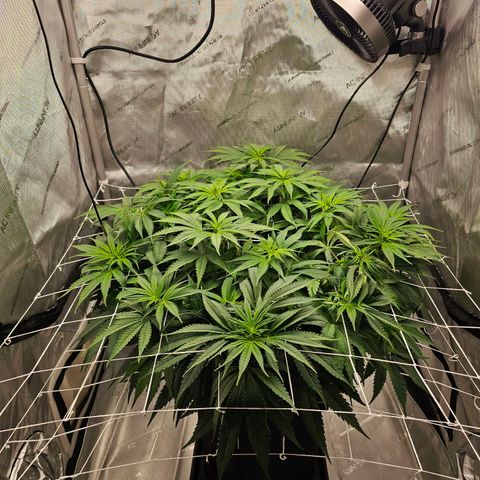 GG #4 by B2ACG Genetics growlog timeline photo