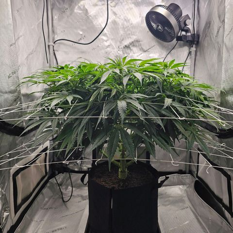GG #4 by B2ACG Genetics growlog timeline photo