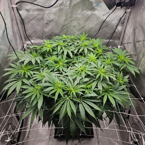 GG #4 by B2ACG Genetics growlog timeline photo