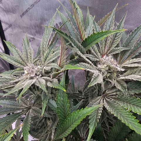 Blueberry Muffin x4 growlog timeline photo