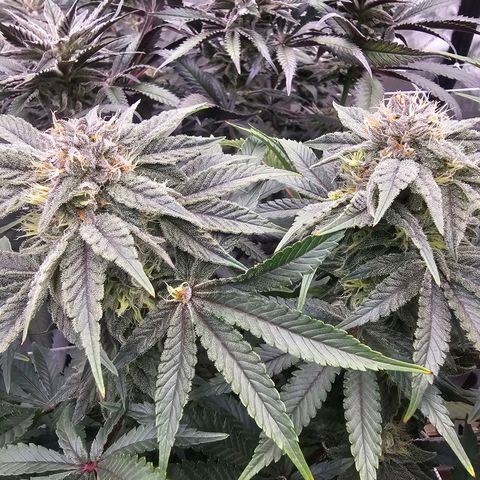 Blueberry Muffin x4 growlog timeline photo