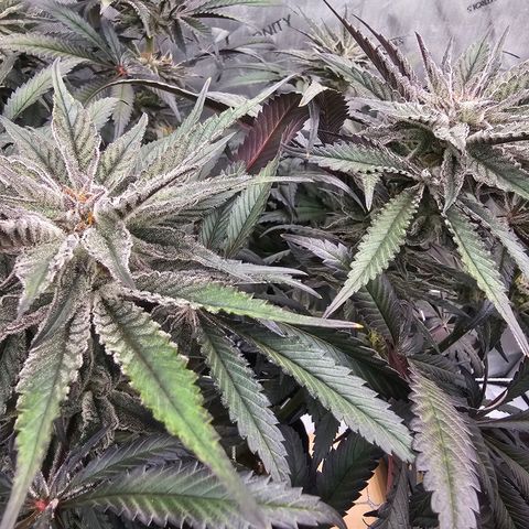 Blueberry Muffin x4 growlog timeline photo
