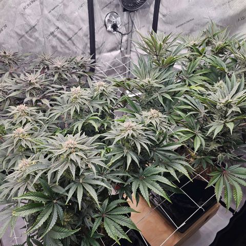 Blueberry Muffin x4 growlog timeline photo
