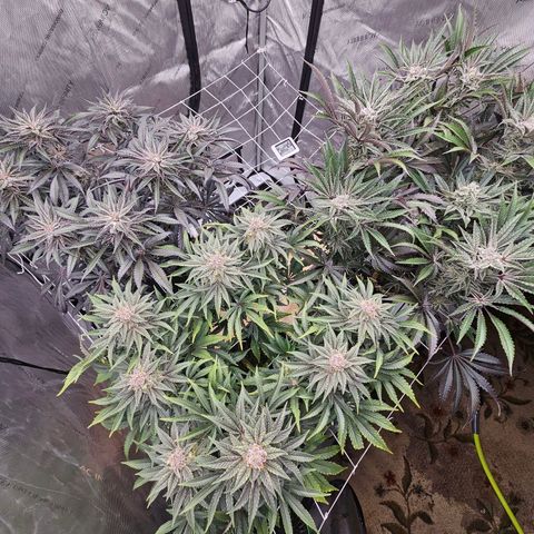 Blueberry Muffin x4 growlog timeline photo