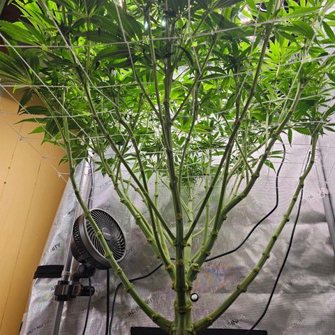 GG #4 by B2ACG Genetics growlog timeline photo