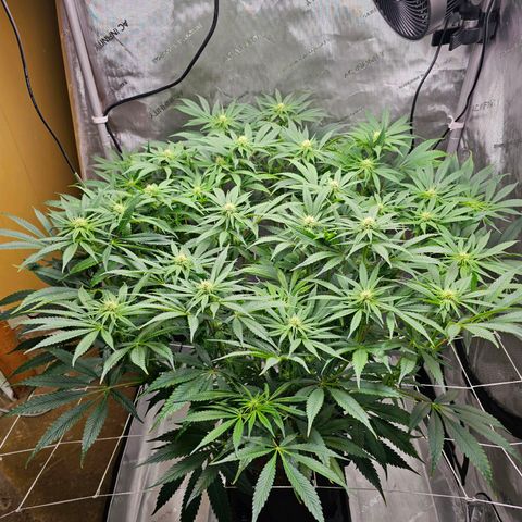 GG #4 by B2ACG Genetics growlog timeline photo