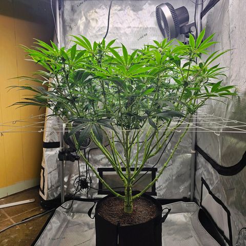 GG #4 by B2ACG Genetics growlog timeline photo