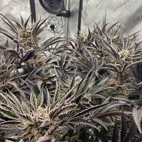 Blueberry Muffin x4 growlog timeline photo