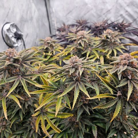 Blueberry Muffin x4 growlog timeline photo