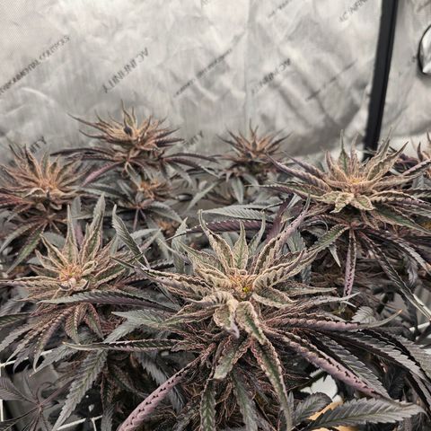 Blueberry Muffin x4 growlog timeline photo