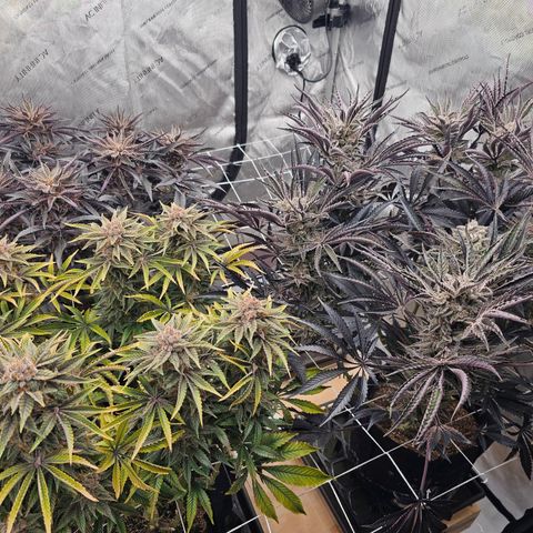 Blueberry Muffin x4 growlog timeline photo