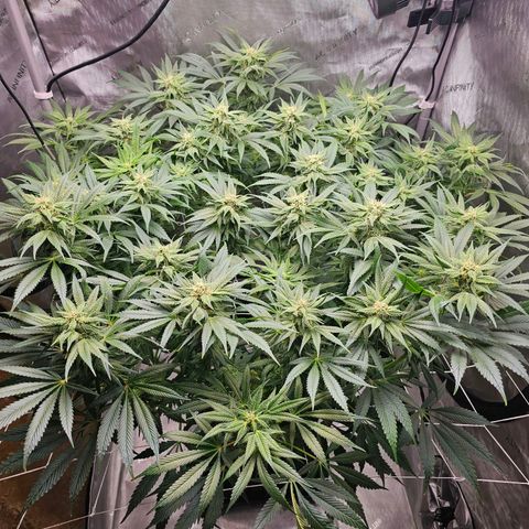 GG #4 by B2ACG Genetics growlog timeline photo