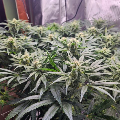 GG #4 by B2ACG Genetics growlog timeline photo