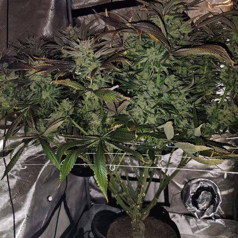GG #4 by B2ACG Genetics growlog timeline photo