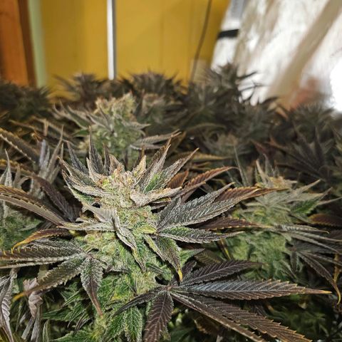 GG #4 by B2ACG Genetics growlog timeline photo