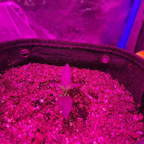 Orange Blossom XXL Auto growlog timeline photo