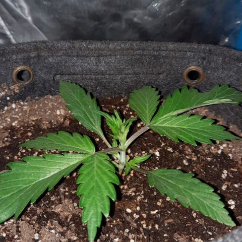 Orange Blossom XXL Auto growlog timeline photo