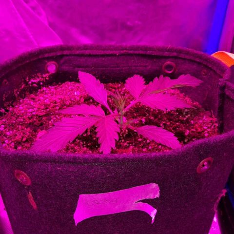 Orange Blossom XXL Auto growlog timeline photo