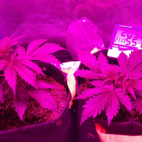 Orange Blossom XXL Auto growlog timeline photo